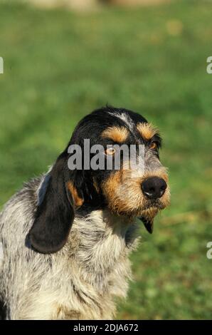 Portrait of Blue Gascony Griffon Dog Stock Photo