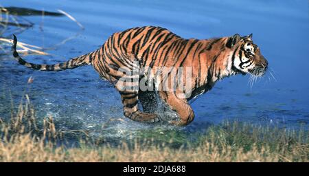 Untamed bengal tigers
