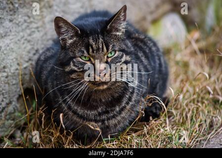 Selective focus photo. Stray cat lying on the ground. Stock Photo
