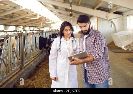 Serious young farmer and cattle veterinarian studying information on tablet standing in cowshed Stock Photo