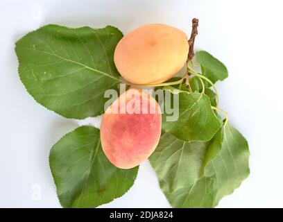 Two apricots and their leaves lie on a white windowsill. Top view Stock Photo