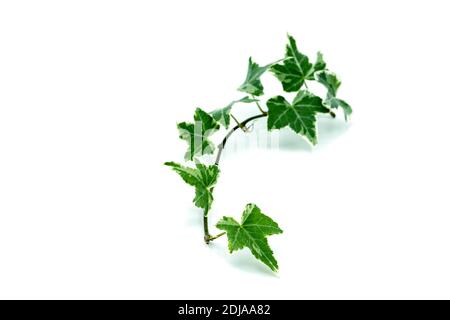 Ivy isolated on white background Stock Photo