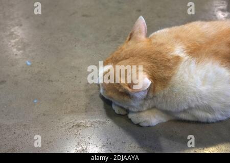 Fat orange lazy cat sleeping . Stock Photo
