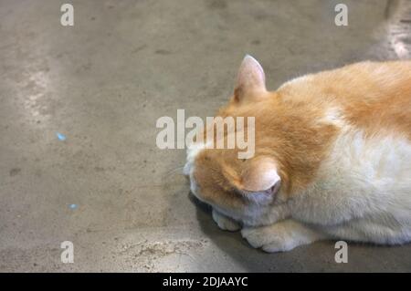 Fat orange lazy cat sleeping . Stock Photo