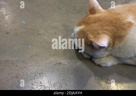 Fat orange lazy cat sleeping . Stock Photo