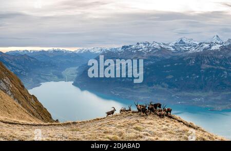 herd of ibex on a ridge high over Lake Brienz Stock Photo