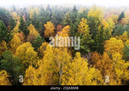 Aerial of lush wild boreal forest during colorful autumn foliage in European nature. Stock Photo