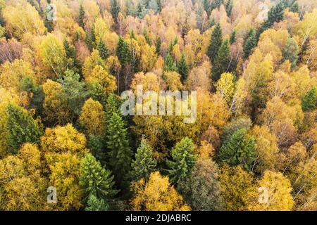 Aerial of lush wild boreal forest during colorful autumn foliage in European nature. Stock Photo