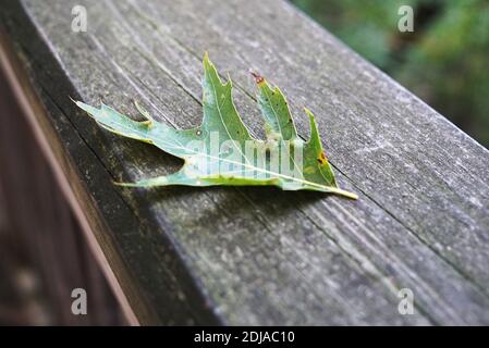 Green fallen oak leaf on an old worn wooden floor in a park in Holland, Michigan, USA Stock Photo