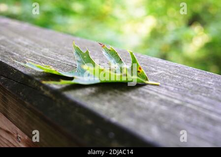 Fallen oak leaf on an old worn wooden floor in a park in Holland, Michigan, USA Stock Photo