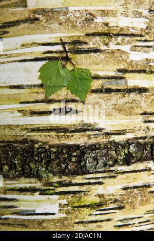 Green Silver birch, Betula pendula leaf on a birch trunk bark during late spring in Estonian woodland, Northern Europe. Stock Photo