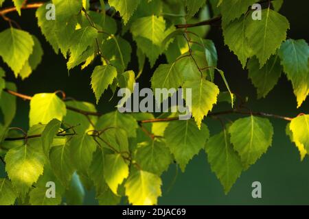 Fresh and green Silver birch, Betula pendula leaves during late spring in Estonian woodland, Northern Europe. Stock Photo