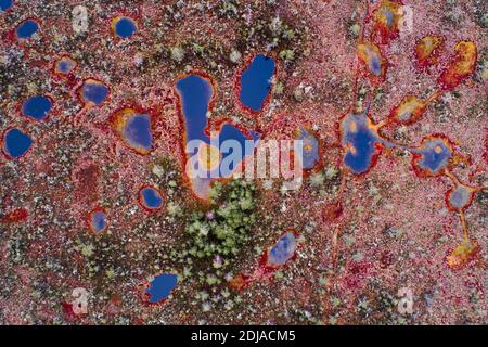 Aerial view of autumnal bog lakes with red moss around them in Estonian wild nature, Northern Europe. Stock Photo