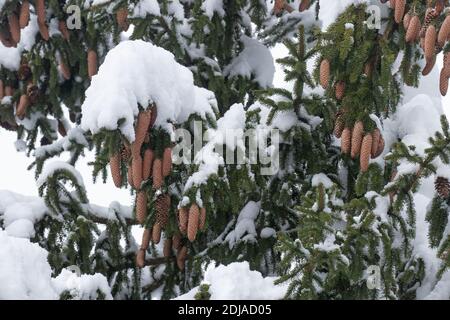 Spruce, Picea abies cones during a beautiful wintery day in Estonian confierous forest, Northern Europe. Stock Photo