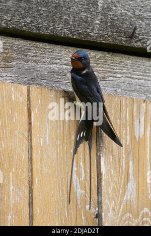 An old male Barn swallow, Hirundo rustica resting on a wooden wall during summer breeding season in Estonian countryside, Northern Europe. Stock Photo