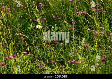 Lush European meadow with different colorful wild flowers blooming. Shot in Estonian countryside. Stock Photo