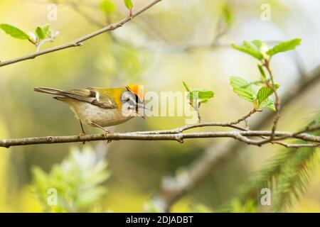 Small and colorful Common firecrest, Regulus ignicapilla singing in a boreal forest in Europe. Stock Photo