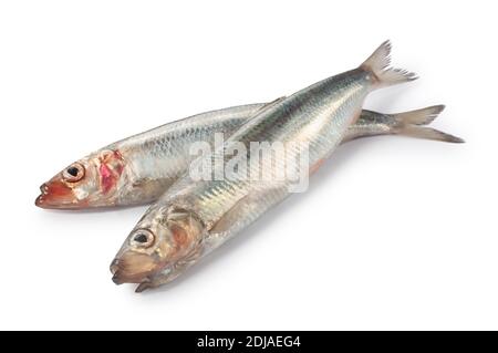 Studio shot of whole, raw, herring cut out against a white background - John Gollop Stock Photo