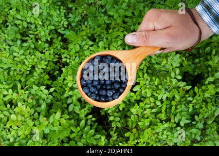 Hand holding a small wooden cup full of freshly picked Wild Blueberries, Vaccinium myrtillus as a Northern delicacy in Estonian forest. Stock Photo