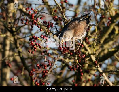 A Fieldfare (Turdus pilaris) feeding on red hawthorn berries, Cotswolds Stock Photo