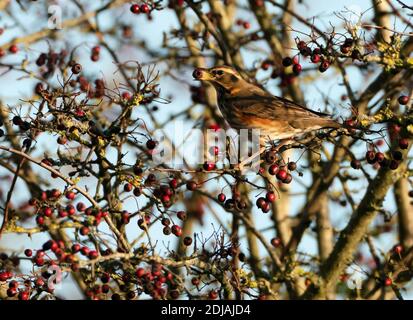 A Redwing (Turdus iliacus) feeding on red hawthorn berries, Cotswolds Stock Photo