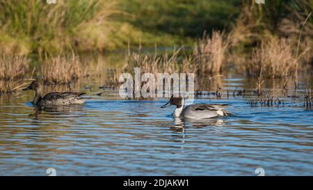 Northern Pintail, Anas acuta pair of birds in environment Stock Photo