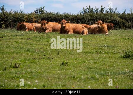 Jersey herd of Cows laying down relaxing in a field on a summers day in Devon, England Stock Photo