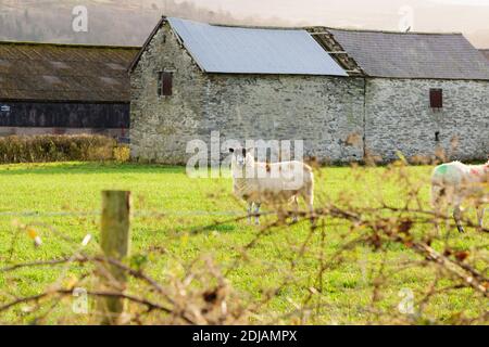 North of England or North Country Mule sheep on a farm in Corwen North Wales in the winter Stock Photo