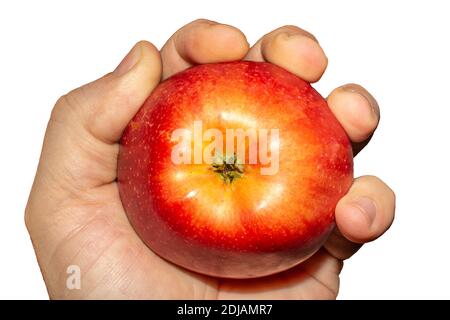 Fresh harvested apples from a garden. Apple tight in hand. Stock Photo
