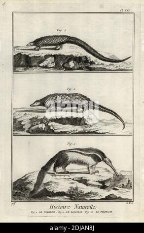 Giant anteater, Myrmecophaga tridactyla, endangered giant pangolin, Smutsia gigantea, and long-tailed pangolin, Phataginus tetradactyla. Le fourmilier, le pangolin, le phatagin. Copperplate engraving by G.D. after Francois-Nicolas Martinet from Denis Diderot and Jean le Rond d’Alembert’s Encyclopedie, Histoire Naturelle (Encyclopedia: Natural History), Livourne, 1774. Francois-Nicolas Martinet (1731-1800) was a French draftsman and engraver. Stock Photo