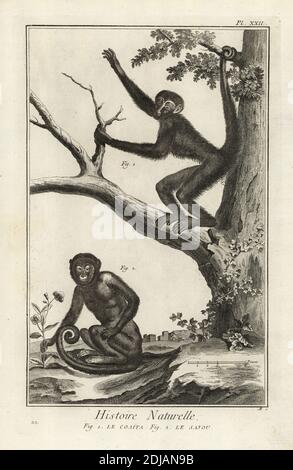 Red-faced spider monkey, Ateles paniscus, and tufted capuchin, Sapajus apella. La coaita, le sajou. Copperplate engraving by Antonio Baratti after Francois-Nicolas Martinet from Denis Diderot and Jean le Rond d’Alembert’s Encyclopedie, Histoire Naturelle (Encyclopedia: Natural History), Livourne, 1774. Francois-Nicolas Martinet (1731-1800) was a French draftsman and engraver. Stock Photo