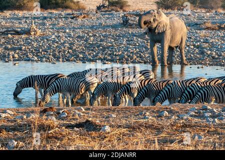African elephant and burchells zebras at the Okaukeujo waterhole in northern Namibia Stock Photo