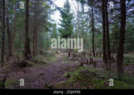 Tree stumps of cut down trees in woods during cold autumn. Forest clearing. Stock Photo