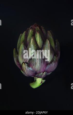 Fresh raw artichoke on black background. Ripe organic artichoke flower with copy space. Stock Photo