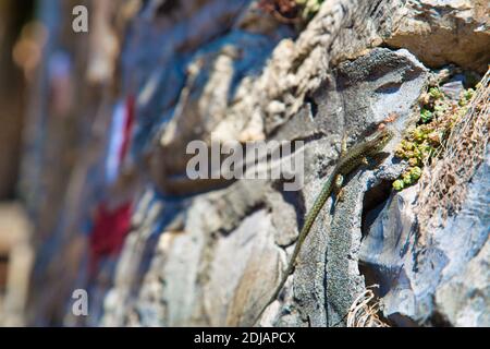 a lizard on wall Stock Photo