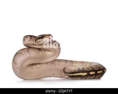 Baby butter Ballpython aka Python Regius, upright showing belly. Isolated on white background. Stock Photo