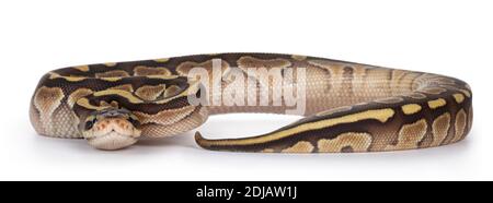 Baby butter Ballpython aka Python Regius. Isolated on white background. Stock Photo