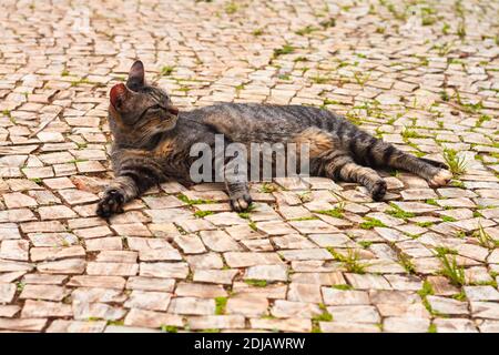 Stray cat lying in the park Stock Photo