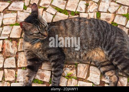 Stray cat lying in the park Stock Photo