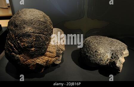 Pillow lavas are lavas that contain characteristic pillow-shaped structures that are attributed to the extrusion of the lava underwater, or subaqueous extrusion. Exemplary from the Pacific Ocean. Natural History Museum, Berlin, Germany. Stock Photo