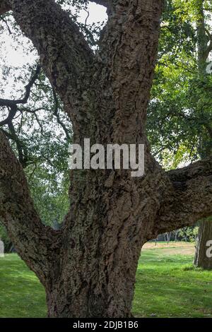 Trunk of a Cork Oak (Quercus suber), Arundel Castle gardens, West Sussex, England, UK Stock Photo