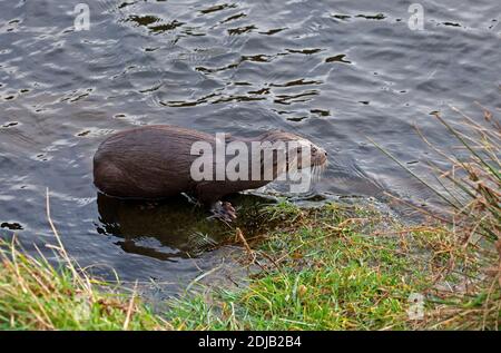 Dunsapie Loch, Holyrood Park, Edinburgh, Scotland, UK. 14 December 2020. Pictured: The young male Otter during its visit to the Loch in Holyrood Park. Although it looks cute the animal is wild but trusting at the banks of the loch where it appears to be catching small fish to eat and so encourage its return, as well as attracting visitors to view its antics. Credit: Arch White/Alamy Live News. Stock Photo