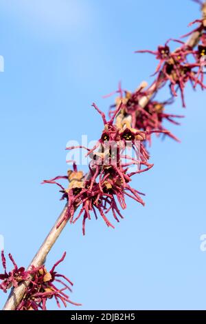 Frühlings-Zaubernuss (Hamamelis vernalis 'Washington Park') Stock Photo