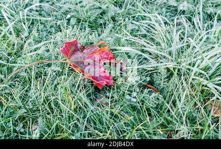 wet red maple leaf lying on the grass on autumn day Stock Photo