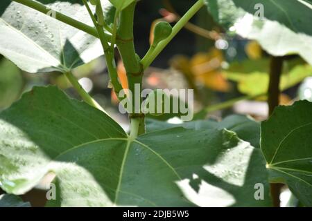 fruit and leaves of the ficus carica or common fig or Tin Stock Photo