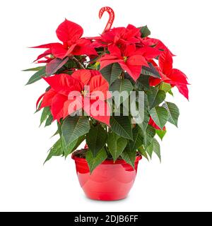 Red poinsettia flower Stock Photo