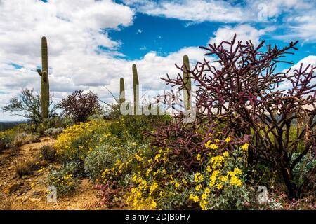 Cacti and desert wildflowers along the Douglas Springs trail in Saguaro Nation Park (east side), Arizona Stock Photo