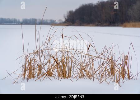 Dry cattail, marsh grass on a snowy background in winter Stock Photo