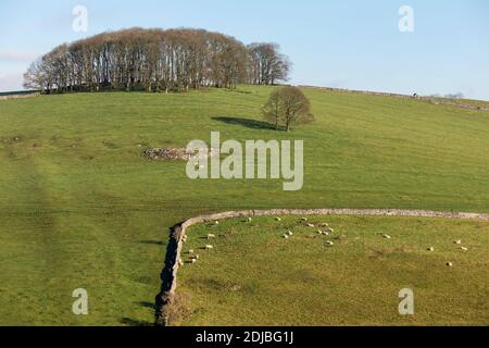 Typical pasture in the White Peak with dry stone walls and a grove of sycamore trees, Alsop en le Dale, Peak District National Park, Derbyshire Stock Photo
