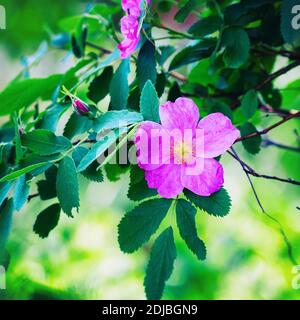 Pink wild rose hips flower. Selective focus Stock Photo